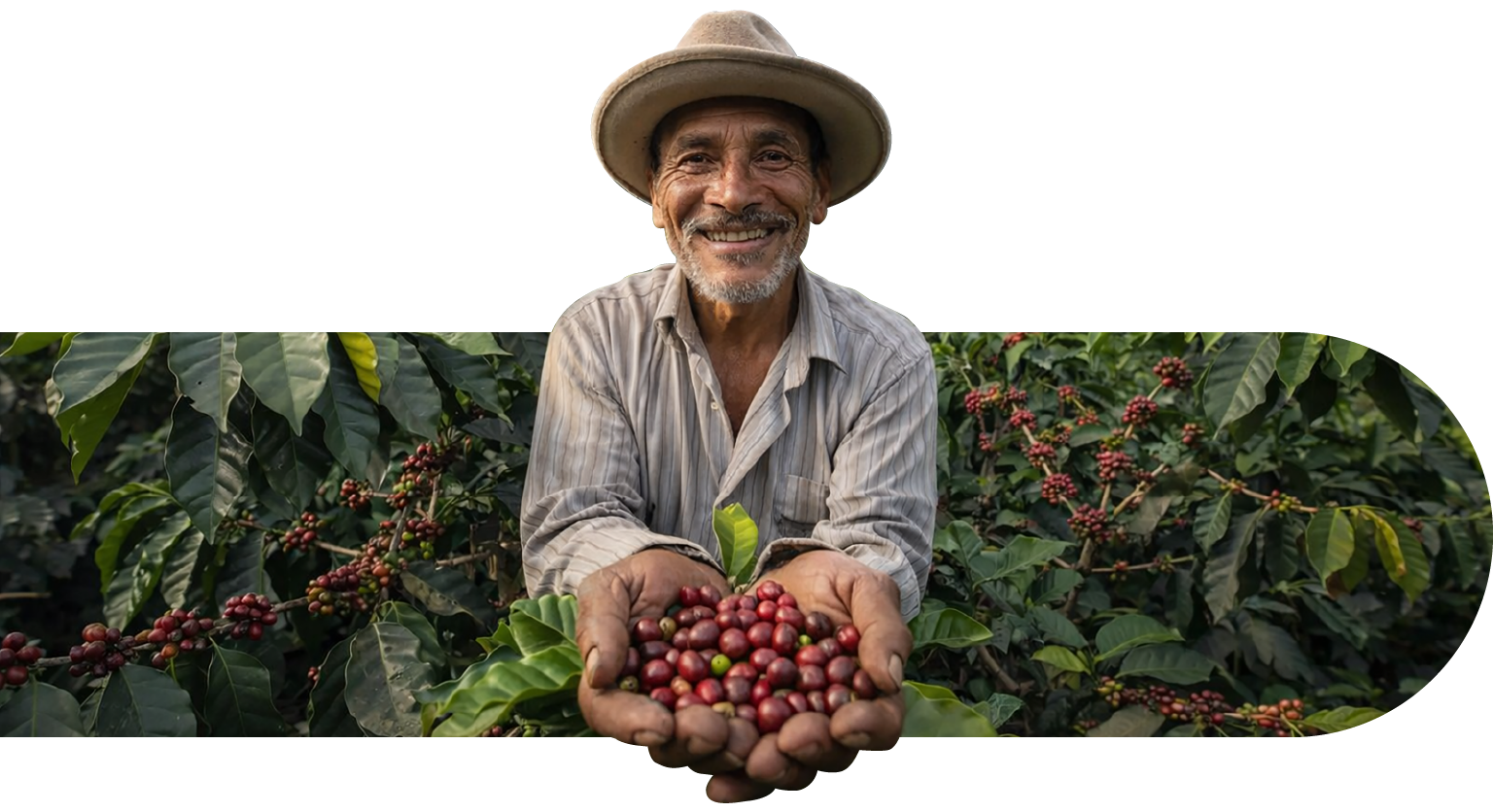 Caficultor colombiano sosteniendo cerezas de café