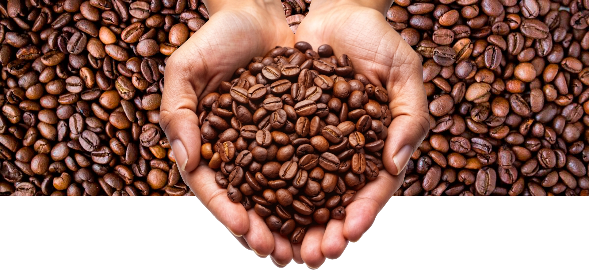 Café tostado en manos